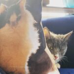 Amelia Rose Blaire Instagram - Little Theo and his fairy godfather Igby 💙 Grateful to welcome this love bug home #adoptdontshop #kittens #kitten #cats_of_instagram #igby #dechartgames @kittenrescuela