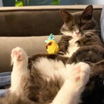 Amelia Rose Blaire Instagram - We call him Tough Rumple 😎 . . Theodore #catsofinstagram #funnycats #PrinceTheo #DechartGames #ConnorArmy