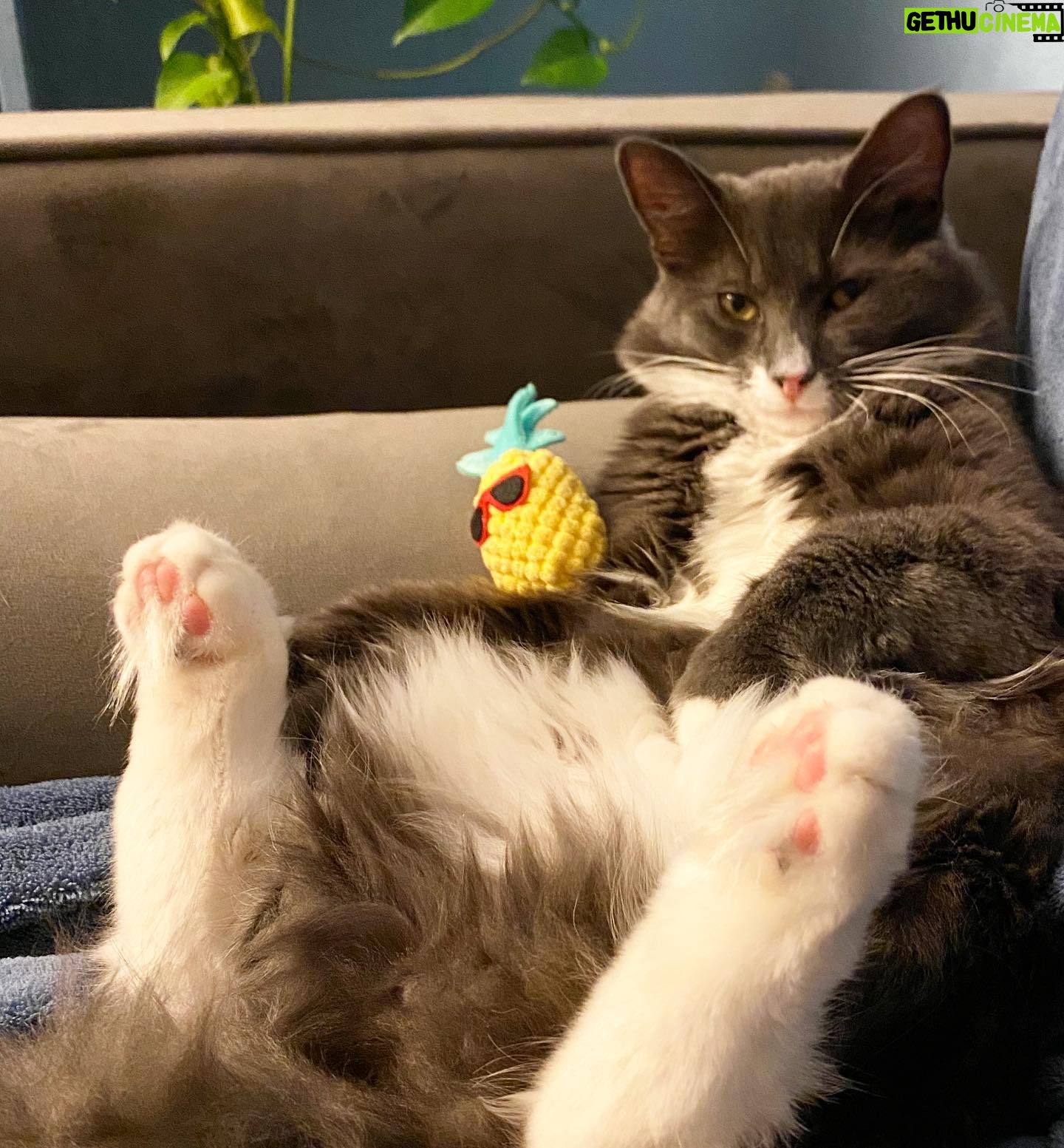 Amelia Rose Blaire Instagram - We call him Tough Rumple 😎 . . Theodore #catsofinstagram #funnycats #PrinceTheo #DechartGames #ConnorArmy