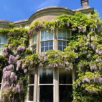 Amelia Warner Instagram - Just adding to the wisteria hysteria..
