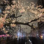 Ami Oonuki Instagram - 桜の季節になりました🌸 わたしのゲーム友達、翔くん @sho0509official と夜桜を通り過ぎて開花をチェック。目黒川の桜は俺たちが、守る‼️と言いたい気持ちが全くなくなるぐらい人が多い。 #puffy #puffyamiyumi #翔 #超無敵クラス出てるよ #MVPもらってた😂 #初めて会った時から #随分と背も伸びて大人になったのに #ずっとわたしのこと #ものすごいゲーマーだと思ってくれてるよね #確かに隙あらばゲームしてるから間違っちゃいないけど #esports勧められても #そこまでやり込んでる50代主婦いないよ #本業もあるんだよ #でも翔くんFPSも上手だし #ゲーム配信してほしい #そんでコラボ配信とかしたいけど #もうFPSは目で追えなくなって来た… #敵が見えない… #エイムも合わない… #反応できない… #老いを感じたのがFPSってことは #もーちょい緩めのゲームならできるってことか #一旦また集まろ🎮 #翔くんが昔作ってくれたブレスレット #切れないように大事にしまってあるんだけど #切れたらまた作ってくれよな #エビのついたブレスレット🦐