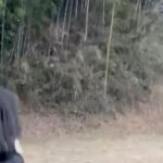 Ami Touma Instagram – 初めて雪が降ってくる所を見ました!
初めてではしゃいでて、途中躓いてしまいました!
どんどん寒くなってきたので、皆さん体調に気をつけてお過ごし下さい😊
#初めて
#雪