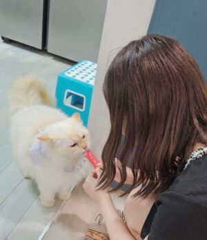 Amisa Miyazaki Instagram - シンガポールの親戚のおうちの猫ちゃん。めっちゃでかかった😂5キロだって😂
・
そして、チュールが好きなのは世界共通でした。