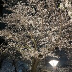 Amisa Miyazaki Instagram - 夜桜🌸 ・ #お花見 #夜桜 #中目黒