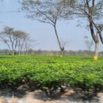 Amrita Chattopadhyay Instagram - A post for the love of tea.. Tea gardens and tea plucking.. ✨💥 #tealover #tea #shootlife #teagarden