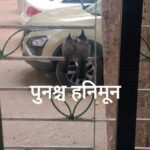 Amruta Subhash Instagram – Love Jodi 
पुनश्च हनिमून पुढील प्रयोग
रवि 21 एप्रिल दुपारी 4.30 वा आ. अत्रे कल्याण.
रवि  28 एप्रिल  रात्र  8.30 वा गडकरी, ठाणे
Book on BMS.
https://in.bookmyshow.com/plays/punaschya-honeymoon/ET00358923
Disclaimer: Promotional video विनोदी असला तरी नाटकात फक्त विनोद नाहीत.
#ipl #cricket 
#love #relatable  #husbandandwife
#couples #couplereels  #funny
 #reelkarofeelkaro #reelitfeelit #theatre #phirsehoneymoon #actor #actorslife  #phirsehoneymoon #पुनश्चहनिमून
@amitphalke  @mangaajjii @pooja_phalke @kaushalknight @meerawelankar_official @ashutoshparandkar  @anup.mane.9 @amoghh.pisal @pritish_khandagale @shridhar__dige @digambar.prabhu @sameerhampi @abhinay_parmar_ @phirsehoneymoon