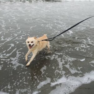 Amy Hargreaves Instagram - RIP Dude 💔

My #1 most loved dog in California
50% Chihuahua
50% Burrito

Loved leash walks and belly scratches
Hated the rain
I was lucky to know him 💓😭