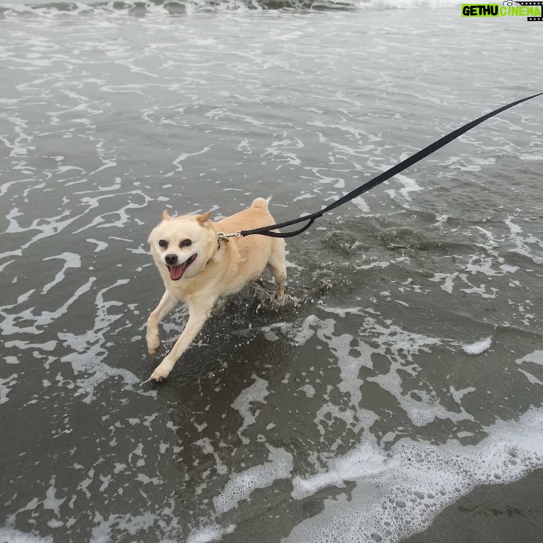 Amy Hargreaves - 1.6K Likes - RIP Dude 💔
My #1 most loved dog in California
50% Chihuahua
50% Burrito
Loved leash walks and belly scratches
Hated the rain
I was lucky to know him 💓😭