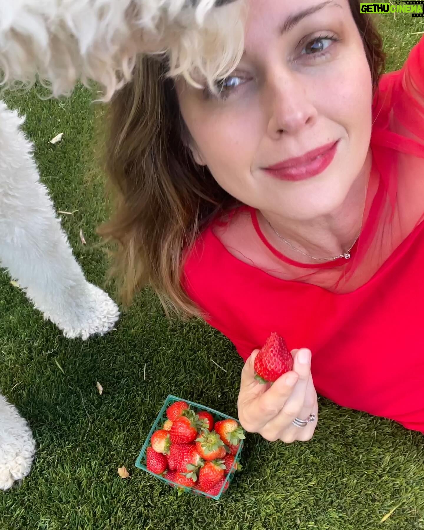 Amy Acker - 7.1K Likes - I can’t believe it’s already been a week! Here is some of the yummy food we made with the @flamingo_estate farm box. Plus some scrumptious @rancho_gordo black beans. And a couple of Penny and I sharing strawberries 🍓