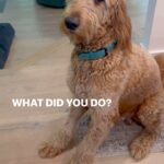Amy Davidson Instagram - Does your dog do this when they’re guilty? 🐾🐾 WAIT for it… Oh Clifford…!