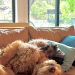 Amy Davidson Instagram - Hi my name is Clifford. 🐶 I got a sister about a week ago. She's "kinda" cool I guess? Her name is Clementine. I'm not really into her climbing all over me, but she is pretty cute and I've been wanting a sister so I guess I'll put up with her annoying baby behaviors.🙄 She wants all my bones, I mean can't she tell I've already been chewing on them?! 🦴She drinks out of my water bowl which is really funny because she's sooooo short and can barely reach it so I decided to drink out of hers which is like three sips of water for me🙄 but payback, you know! Clem (that's what my humans started calling her) doesn't know how to go potty outside yet which I think is totally weird and she pees on these like weird pads in the house. 😳 IN THE HOUSE!!??!! And of course she's missed the pad a few times and peed on the rugs. 😂 Anyway, it doesn't seem like she's going anywhere so I guess I'll deal with it. The kid is kind of growing on me…🐾🐶🐶🐾🦴🦴