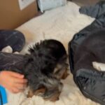 Amy Davidson Instagram - We met a very special little lady on Saturday. Please meet Clementine.🐶♥️This sweet little girl will be joining our family today as a foster to adopt, but I already know how this is going to pan out! Lol! There are so many people that have helped to make this possible. The amazing rescue and staff of @therealbark has been nothing but supportive and loving in our journey with Clementine. 🙏🏻 Thank you for giving us an opportunity to grow our family and give Clementine a happy life and home. Having our friend and Dog Trainer, Lucy @thehappydogclubla join us to meet the baby girl and help Clifford and Clementine get acquainted, was an absolute must. She truly helped make their introduction seamless. Lucy will also be coming over today when the rescue drops off Clementine 🫶🏻 to once again, help us create a safe and happy atmosphere for our gentle giant and new mini girl.💙🩷 @kaleycuoco thank you for being so supportive and genuinely excited for us. 🌷For reaching out to @therealbark on our behalf and continuing to spread your love of four-legged furry friends. 🙏🏻🩷 @saralaskow you introduced us to our two furry babies! And you knew, you just KNEW they were meant to be part of our family. I don't know if I'll ever be able to thank you enough. 🙏🏻🥹🌷 So much thought has gone into this next step and addition to our family, and it does not go without saying that part of me still feels completely broken without Sophie. This process has been incredibly emotional and cathartic and quite honestly, destined. I've missed my baby girl tremendously this past year but I am excited to open my heart to another mini furry baby. I think Sophie would approve. Soph, you will forever be my heart dog. My soulmate. I love and miss you every day, my sweet girl...🩷🩷🩷