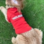 Amy Davidson Instagram - The Caretaker and the Freeloader...Ain't that the truth! 😂 Kales, you and @ohnorman knocked it outta the park! Already gave Clifford "Calm the eff down!" And he literally gave me his head to put his first ever sweatshirt on! Congrats on the launch!!! 🐶🐾♥️ You guys, check out these awesome and adorable products from @ohnorman 🐾🐾🐾
