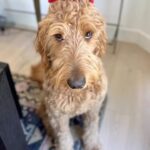 Amy Davidson Instagram - Happy Birthday, Clifford, our BIG red dog!! We♥️you, buddy! All the slobbering, jumping, loving, kissing, pulling, licking, barking, chewing, scratching, space invading, 84lbs. (and still growing?) of you! 🐶🐾🦴