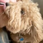 Amy Davidson Instagram - This kisssssss!! 👅 Did Clifford shrink?! No, this is Teddy and I’m in love. The NON-STOP kisses with this boy…🤣🐶