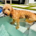 Amy Davidson Instagram - What happened when he got out of the pool? Did he get in the dirt?