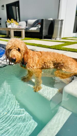 Amy Davidson Instagram - What happened when he got out of the pool? Did he get in the dirt?