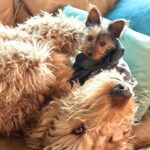 Amy Davidson Instagram - Hi my name is Clifford. 🐶 I got a sister about a week ago. She's "kinda" cool I guess? Her name is Clementine. I'm not really into her climbing all over me, but she is pretty cute and I've been wanting a sister so I guess I'll put up with her annoying baby behaviors.🙄 She wants all my bones, I mean can't she tell I've already been chewing on them?! 🦴She drinks out of my water bowl which is really funny because she's sooooo short and can barely reach it so I decided to drink out of hers which is like three sips of water for me🙄 but payback, you know! Clem (that's what my humans started calling her) doesn't know how to go potty outside yet which I think is totally weird and she pees on these like weird pads in the house. 😳 IN THE HOUSE!!??!! And of course she's missed the pad a few times and peed on the rugs. 😂 Anyway, it doesn't seem like she's going anywhere so I guess I'll deal with it. The kid is kind of growing on me…🐾🐶🐶🐾🦴🦴