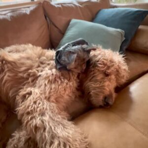 Amy Davidson Instagram - Hi my name is Clifford. 🐶 I got a sister about a week ago. She's "kinda" cool I guess? Her name is Clementine. I'm not really into her climbing all over me, but she is pretty cute and I've been wanting a sister so I guess I'll put up with her annoying baby behaviors.🙄 She wants all my bones, I mean can't she tell I've already been chewing on them?! 🦴She drinks out of my water bowl which is really funny because she's sooooo short and can barely reach it so I decided to drink out of hers which is like three sips of water for me🙄 but payback, you know! Clem (that's what my humans started calling her) doesn't know how to go potty outside yet which I think is totally weird and she pees on these like weird pads in the house. 😳 IN THE HOUSE!!??!! And of course she's missed the pad a few times and peed on the rugs. 😂 Anyway, it doesn't seem like she's going anywhere so I guess I'll deal with it. The kid is kind of growing on me…🐾🐶🐶🐾🦴🦴