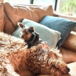 Amy Davidson Instagram - Hi my name is Clifford. 🐶 I got a sister about a week ago. She's "kinda" cool I guess? Her name is Clementine. I'm not really into her climbing all over me, but she is pretty cute and I've been wanting a sister so I guess I'll put up with her annoying baby behaviors.🙄 She wants all my bones, I mean can't she tell I've already been chewing on them?! 🦴She drinks out of my water bowl which is really funny because she's sooooo short and can barely reach it so I decided to drink out of hers which is like three sips of water for me🙄 but payback, you know! Clem (that's what my humans started calling her) doesn't know how to go potty outside yet which I think is totally weird and she pees on these like weird pads in the house. 😳 IN THE HOUSE!!??!! And of course she's missed the pad a few times and peed on the rugs. 😂 Anyway, it doesn't seem like she's going anywhere so I guess I'll deal with it. The kid is kind of growing on me…🐾🐶🐶🐾🦴🦴