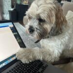 Amy Huberman Instagram – My script supervisor is constantly on my back. 
And she might have just read the plot twist

*the puppy gets it