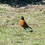 Amy Klobuchar Instagram - Beautiful day for a Minnesota walk. And the robin is clearly ready for spring.