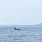 Amy Nelson Instagram - Orca O’clock!! (we saw two orca families traveling together and a bonus grey at the end there! found a minke too but no vids of him) 🐋
