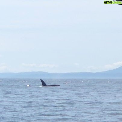 Amy Nelson Instagram - Orca O’clock!! (we saw two orca families traveling together and a bonus grey at the end there! found a minke too but no vids of him) 🐋