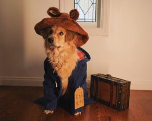 Amy Nelson Instagram - Please look after this bear, thank you.