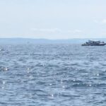 Amy Nelson Instagram - Orca O’clock!! (we saw two orca families traveling together and a bonus grey at the end there! found a minke too but no vids of him) 🐋
