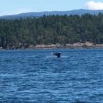 Amy Nelson Instagram - Orca O’clock!! (we saw two orca families traveling together and a bonus grey at the end there! found a minke too but no vids of him) 🐋