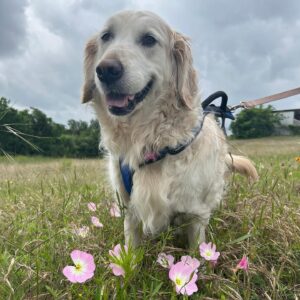 Amy Nelson Instagram - Today we’re celebrating 9 years of THE GIRL OF THE WORLD. Earth angel. Befriender of bunnies and the fastest lizard wrangler in the west. I would highly recommend you partake in her favorite activity today - warming your weary bones in the spring sun ☀️