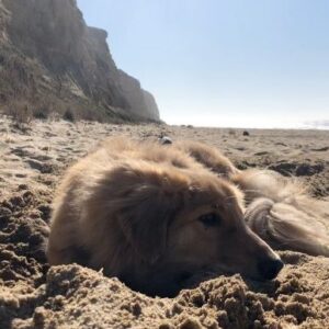 Amy Nelson Instagram - Henry-eating-a-pig-ear-and-falling-asleep-on-the-beach to study/relax to