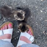 Amy Sherald Instagram - UPDATE in my stories. Y’all Help! Anybody want two kitties about 1 month old. Not sure. Found them in a hot parking lot. I’m not sure if they need bottle feeding. DM me. @jerseycatsorg Tag any cat rescues you know in comments in the Jersey City / NY area.
