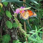 Amy Smart Instagram – Wildlife refuge on Plum Island. So good to see Monarchs flying around and nature buzzing and thriving. #protectthewild #plumisland 🦋☀️