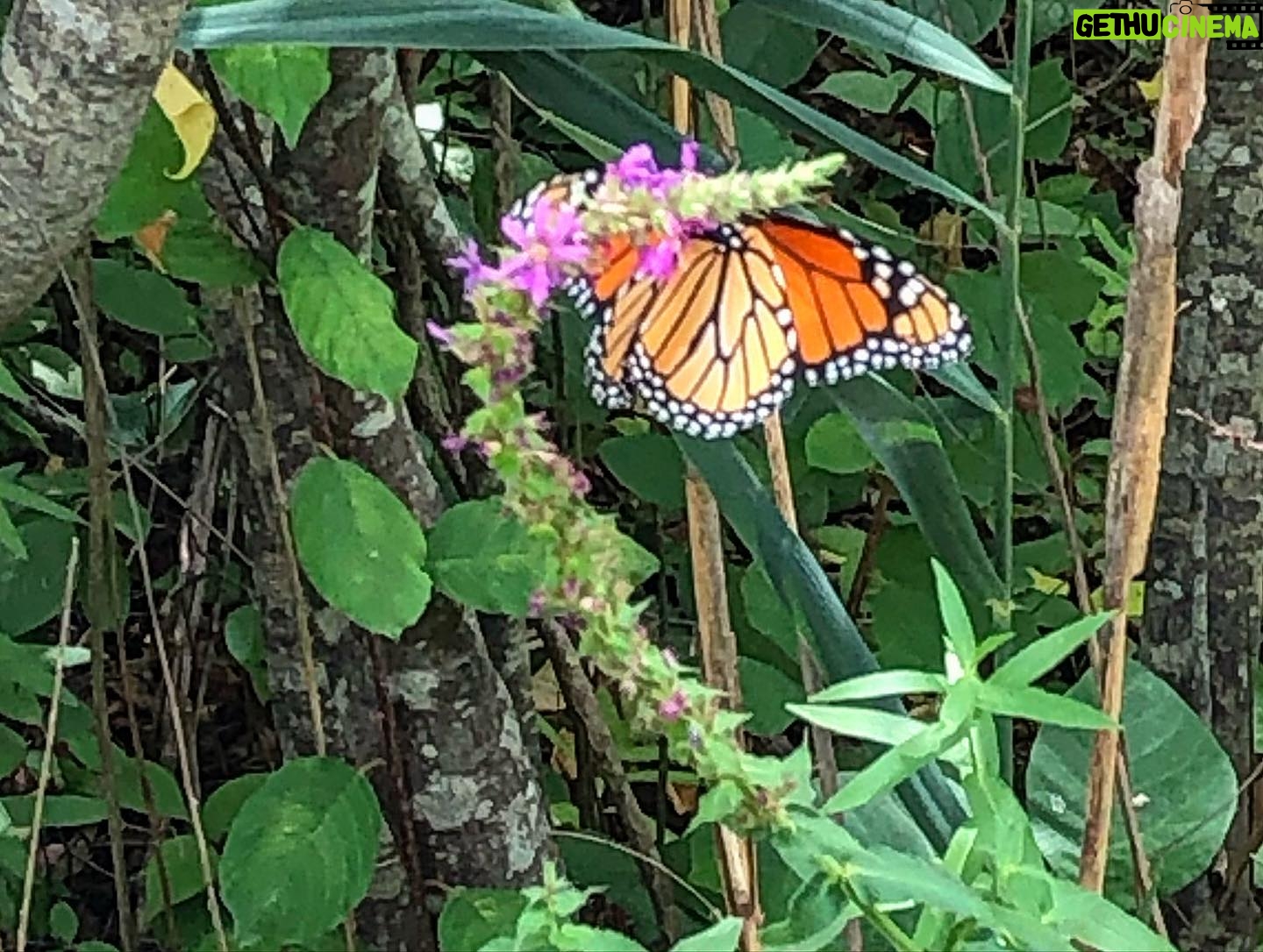Amy Smart Instagram - Wildlife refuge on Plum Island. So good to see Monarchs flying around and nature buzzing and thriving. #protectthewild #plumisland 🦋☀️