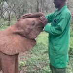 Amy Smart Instagram – Loooove this…. Gentle souls 🐘 Repost from @kathyfreston
•
There are so many souls dedicating their lives to saving animals everywhere. It gives me hope. It fills me up. Look for the helpers…they are out there. Thank you @sheldricktrust 🤍🤍🤍🌈 #heroes 
.
.
.
.
#elephant #babyelephants #wildlife #animallover #animalactivist #saviors #vegan #climatechange #climatecrisis #savetheelephants