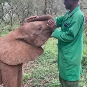 Amy Smart Instagram - Loooove this…. Gentle souls 🐘 Repost from @kathyfreston
•
There are so many souls dedicating their lives to saving animals everywhere. It gives me hope. It fills me up. Look for the helpers…they are out there. Thank you @sheldricktrust 🤍🤍🤍🌈 #heroes 
.
.
.
.
#elephant #babyelephants #wildlife #animallover #animalactivist #saviors #vegan #climatechange #climatecrisis #savetheelephants