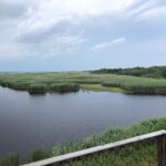 Amy Smart Instagram – Wildlife refuge on Plum Island. So good to see Monarchs flying around and nature buzzing and thriving. #protectthewild #plumisland 🦋☀️