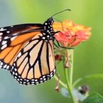 Amy Smart Instagram – Happy Summer Solstice!!☀️ please support this if you can…. 🐝 the change. Plant 🌱 seeds and create a habitat for pollinators. 🦋🐛Repost from @kindhumans_movement
•
Your actions have the power to create positive change! This latest #CollabsForKindness bundle drives support for @OneFlowerProject to carry on their mission of building awareness among children about sustainable habitats through the planting of cosmos and wildflower seeds. 🌸🦋🐝🌻
Pollinator habitats are decreasing at an alarming rate, and organizations like @OneFlowerProject are working hard to increase pollinator habitats worldwide, one household at a time.
Let’s all #BeeKind and shop support at kindhumans.com. Link in bio.
#BeeKind #WorldPollinatorDay #Kindhumans #OneFlowerProject
💙Thanks to those who were super kind and helped with this film @phillyglove @smarthouse26 @catchasemedia