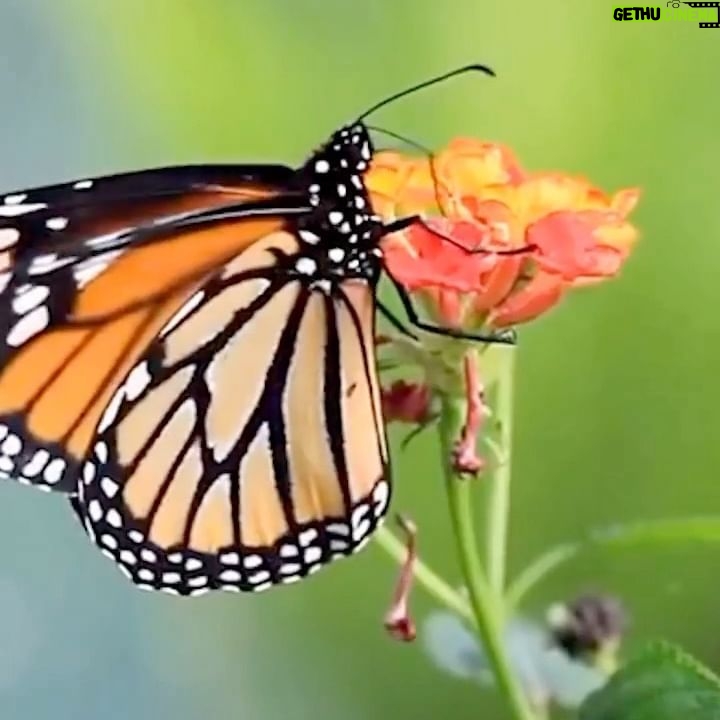 Amy Smart Instagram - Happy Summer Solstice!!☀️ please support this if you can…. 🐝 the change. Plant 🌱 seeds and create a habitat for pollinators. 🦋🐛Repost from @kindhumans_movement • Your actions have the power to create positive change! This latest #CollabsForKindness bundle drives support for @OneFlowerProject to carry on their mission of building awareness among children about sustainable habitats through the planting of cosmos and wildflower seeds. 🌸🦋🐝🌻 Pollinator habitats are decreasing at an alarming rate, and organizations like @OneFlowerProject are working hard to increase pollinator habitats worldwide, one household at a time. Let's all #BeeKind and shop support at kindhumans.com. Link in bio. #BeeKind #WorldPollinatorDay #Kindhumans #OneFlowerProject 💙Thanks to those who were super kind and helped with this film @phillyglove @smarthouse26 @catchasemedia