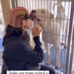 Amy Smart Instagram - If you are in LA and can FOSTER A DOG PLEASE HELP! There are a lot of great dogs at the Downey Shelter. They have a high euthanasia rate. Watch this vid and help if you can. @wagsandwalks 🐾