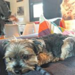 Amy Smart Instagram – Working with this Hot Babe and that’s 🐶 Jerry Seinfeld in my lap. @greer_grammer