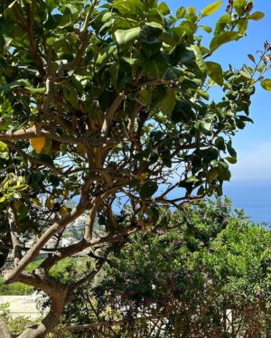 Ana Golja Instagram - It’s impossible to capture the magic of Capri. 🥹💙😍

And yes, I’m a big fan of space buns. 😂