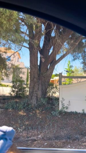 Ana Marques Instagram - Passei a andar com tesoura e luvas de jardinagem no carro 🚗… O resultado… 🌺 🏺 

#anamarques
#portuguesecinquentona
#avidadiaria

#decoracao
#decoracaointeriores
#deco
#design
#casa
#arquitectura