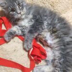 Anaïs Sanson Instagram – On vous présente un nouveau membre de notre famille😻

Elle n’a pas encore de prénom,non ça ne sera pas “Pipistache” 😂😂😂🤣

#family#familylife#familylove#cat