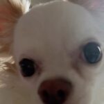 Ana Claudia Talancón Instagram - Mugre fleco que me quedó de mi personaje que ya terminé, el, Apolo! Siempre me acompaña! Estoy enamorada de mi perro, de este ser lleno de amor que me empapa todos los días a cada instante!