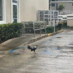 Ana Coto Instagram – PR se ve lindo hasta en google maps