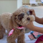 Ana Isabelle Instagram - Hoy cumple 3 añitos el ser que vino a mejorarme la vida y el corazón. @sofiaisabellethe1st eres otra cosa😍🎁💗 Una perrita amorosa, disciplinada, juguetona, buena, sassy, divertida, ñoña, inteligente al 💯, mi partner de viaje y fiel a su familia. ¡Qué se multipliquen por 20años las experiencias juntas! 🌸 No se quien necesita más de quién. TE AMO BEYOND #contigopuedoser #bff #MiSofi 🐶