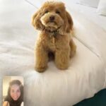 Ana Isabelle Instagram - Hoy cumple 3 añitos el ser que vino a mejorarme la vida y el corazón. @sofiaisabellethe1st eres otra cosa😍🎁💗 Una perrita amorosa, disciplinada, juguetona, buena, sassy, divertida, ñoña, inteligente al 💯, mi partner de viaje y fiel a su familia. ¡Qué se multipliquen por 20años las experiencias juntas! 🌸 No se quien necesita más de quién. TE AMO BEYOND #contigopuedoser #bff #MiSofi 🐶